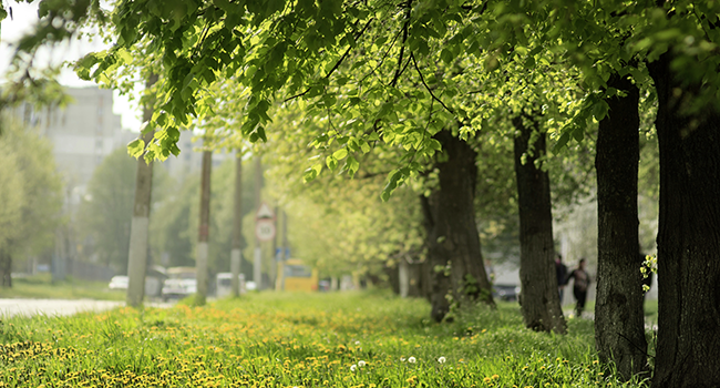 Symbolbild: grüne Stadt © Andriy Babchiy auf Unsplash