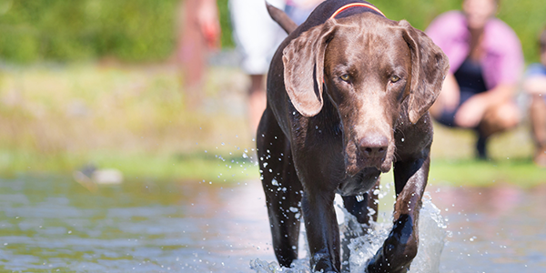 Stärke die Bindung zu deinem Vierbeiner bei dieser besonderen Wanderung! Mit einfachen Übungen, Begegnungen mit Artgenossen und wertvollen Tipps zu Natur und Hundeverhalten wird die Tour zum Erlebnis für Mensch und Tier. (Foto: shapefruit AG, Anton Röser)
