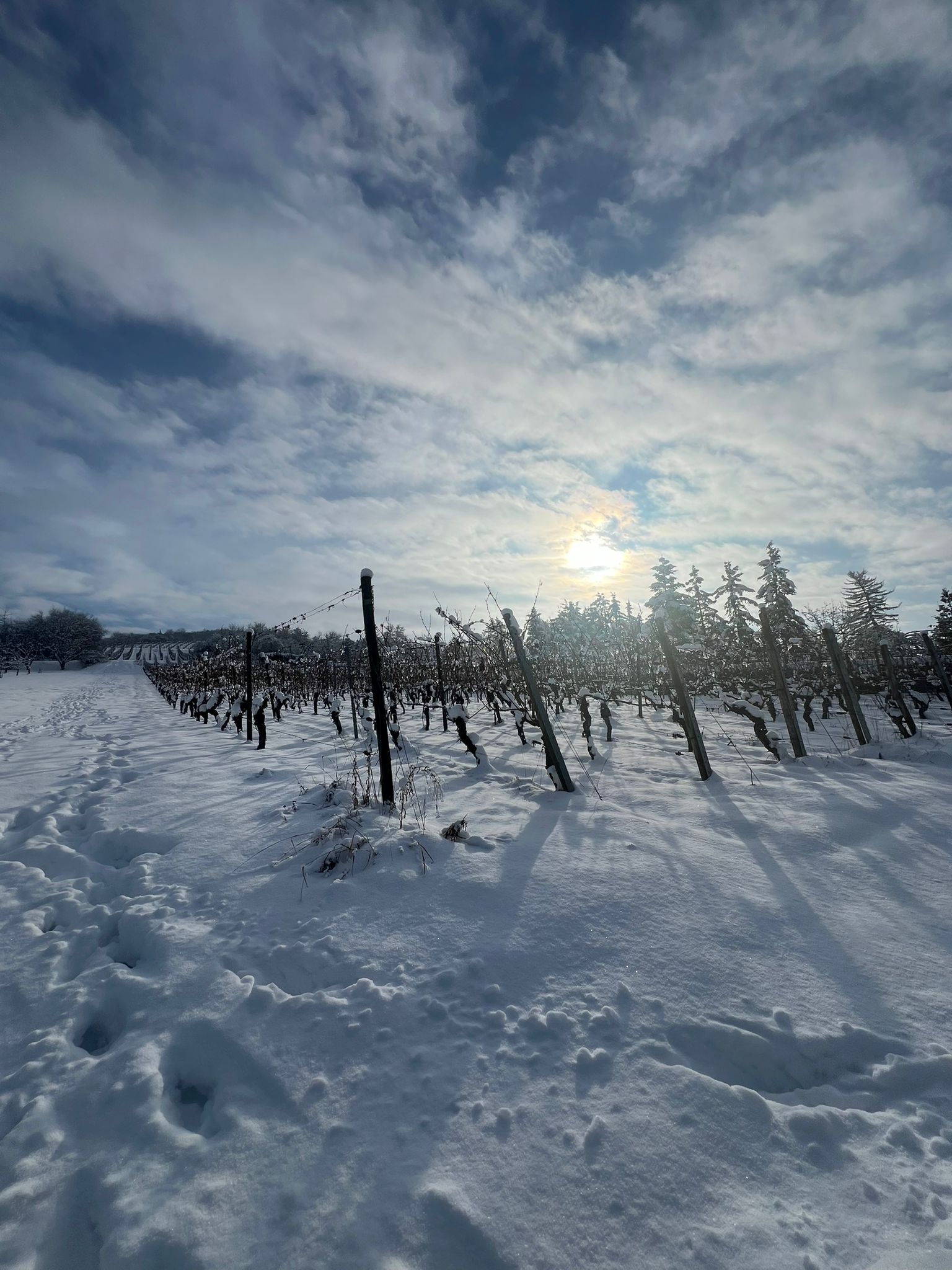Weinberge im Schnee