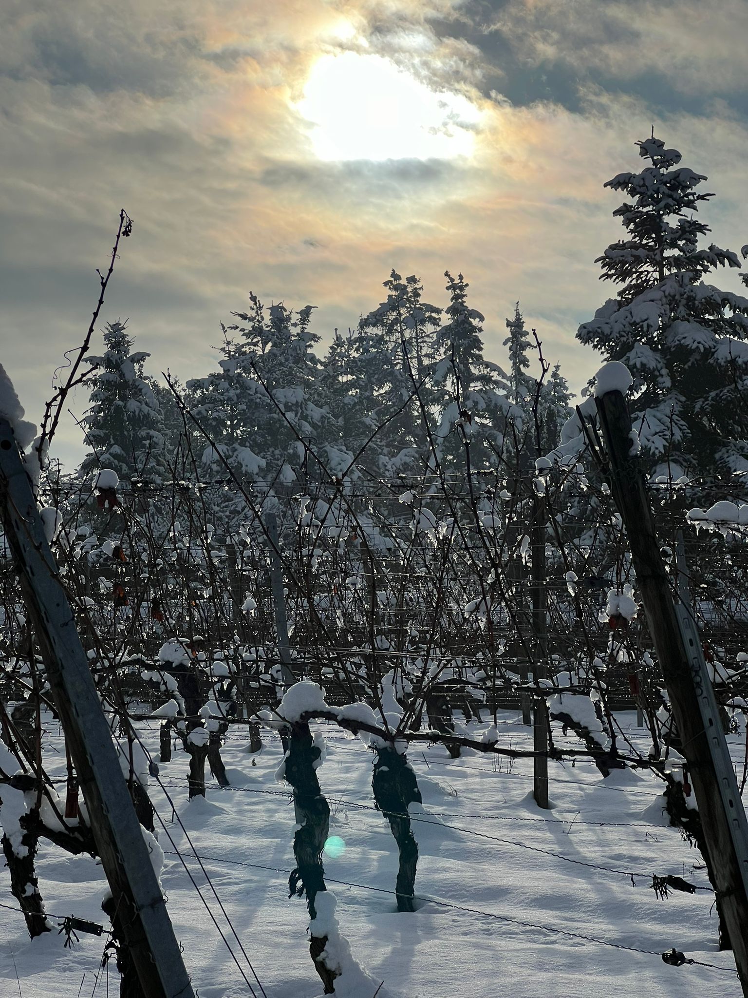 Schneebedeckte Weinberge