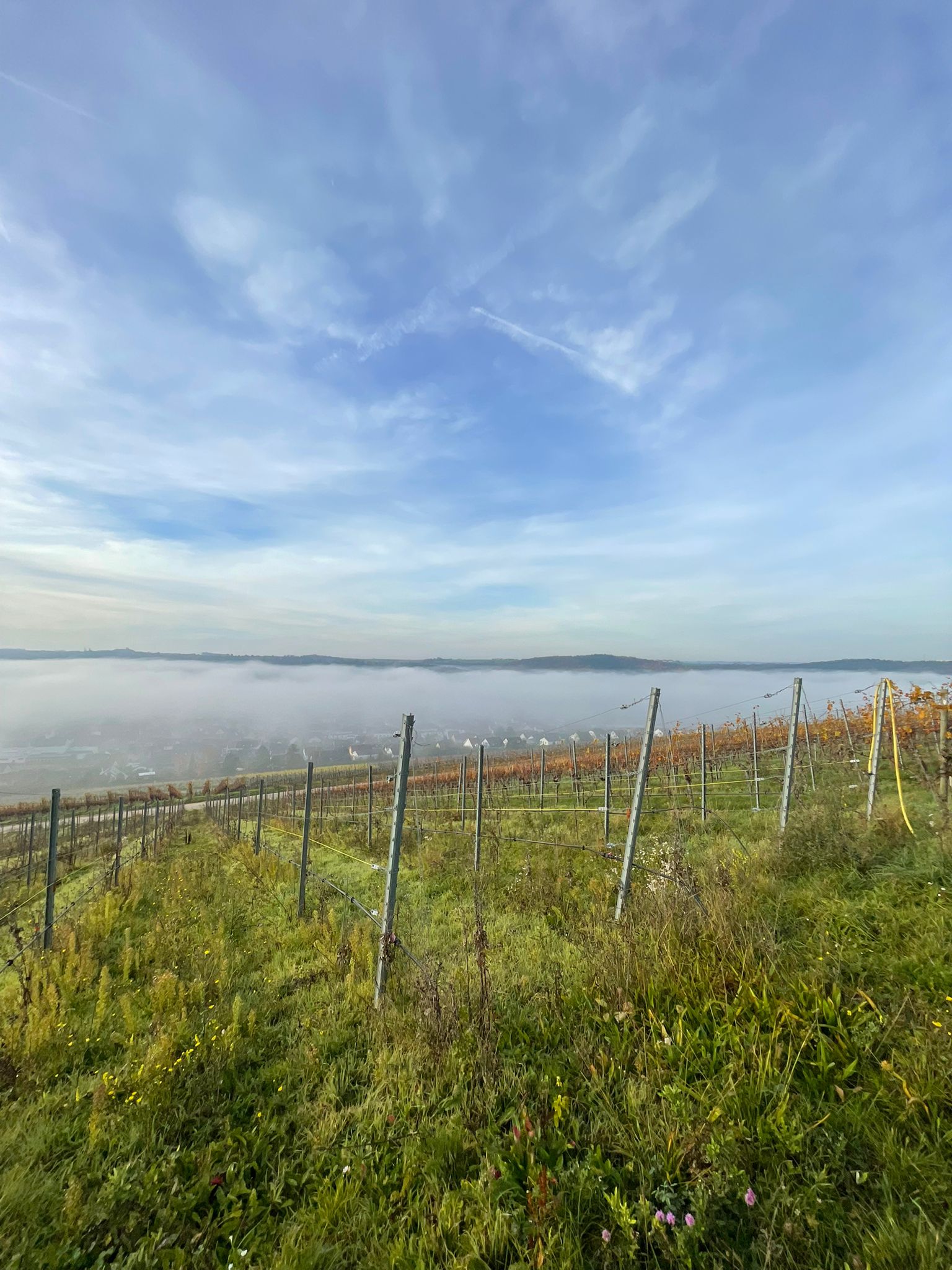 Weinberg im März