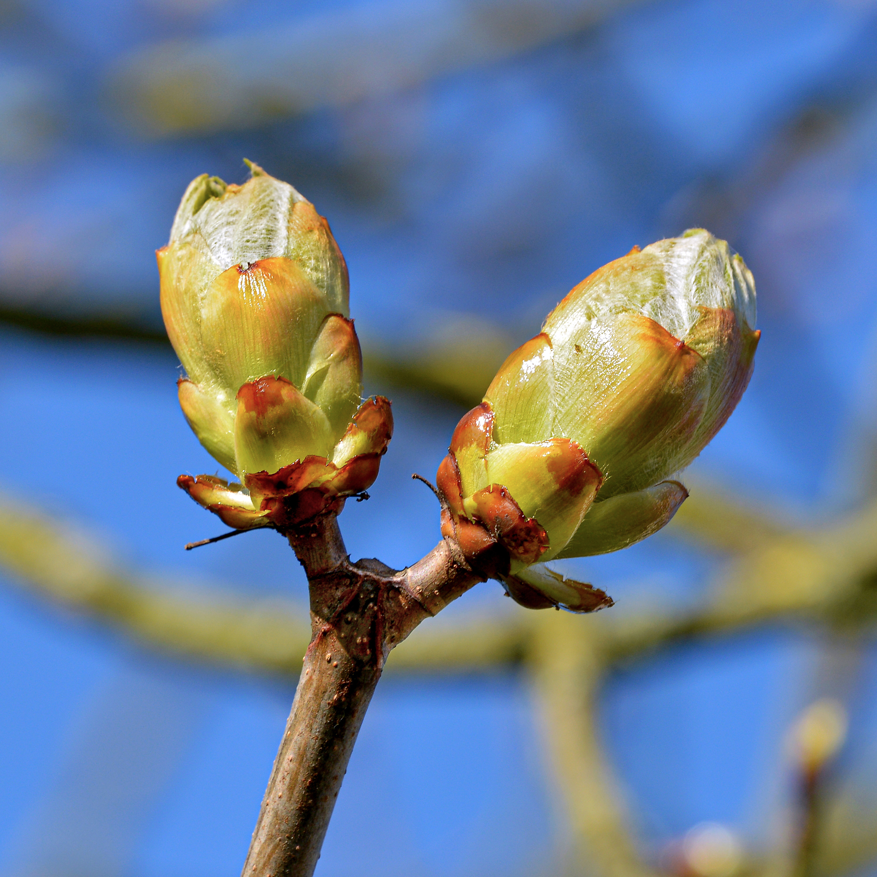 290 pixel image width