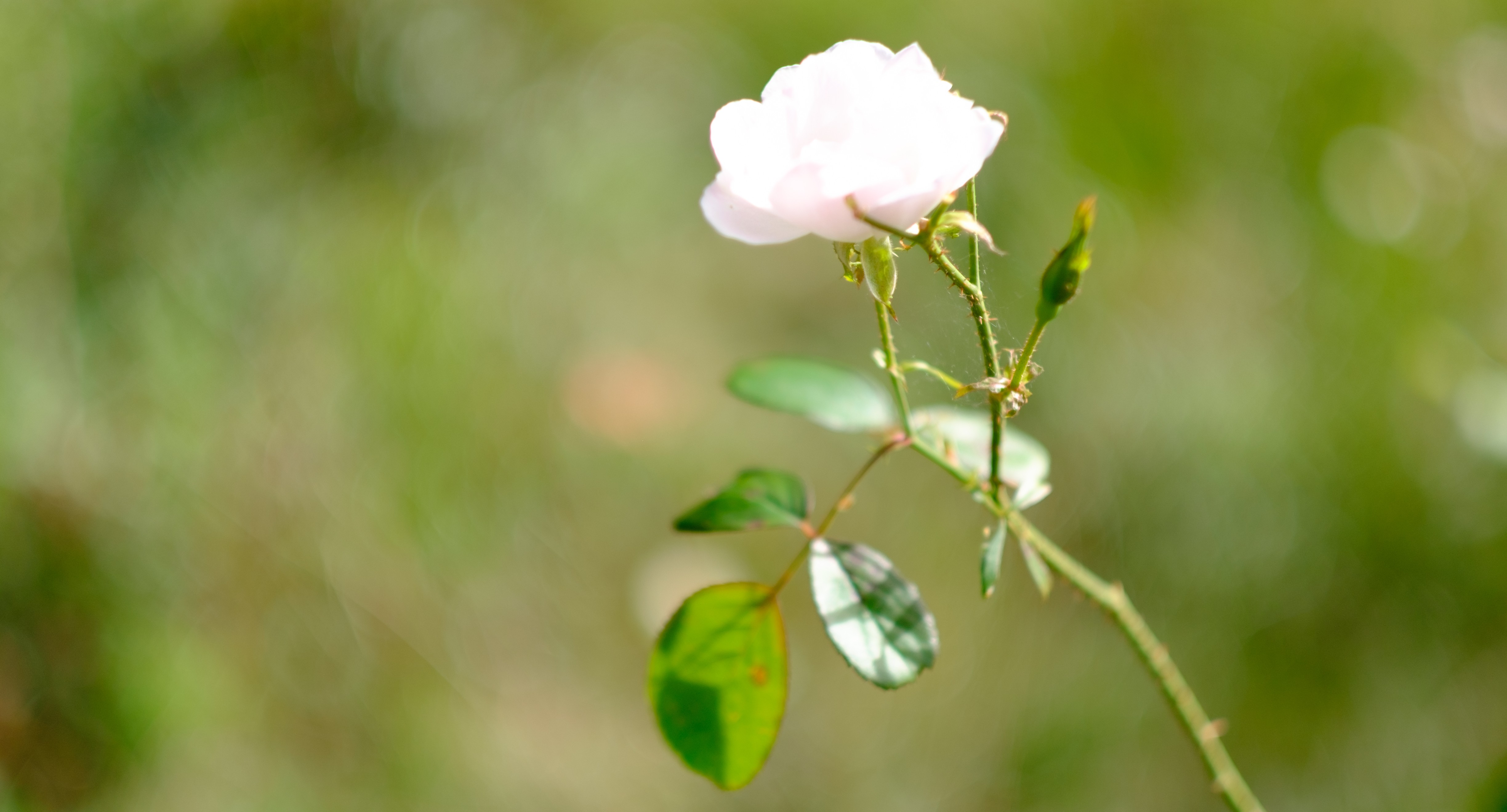 Rosenblüte in der Morgensonne