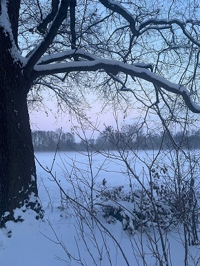 290 pixel image width