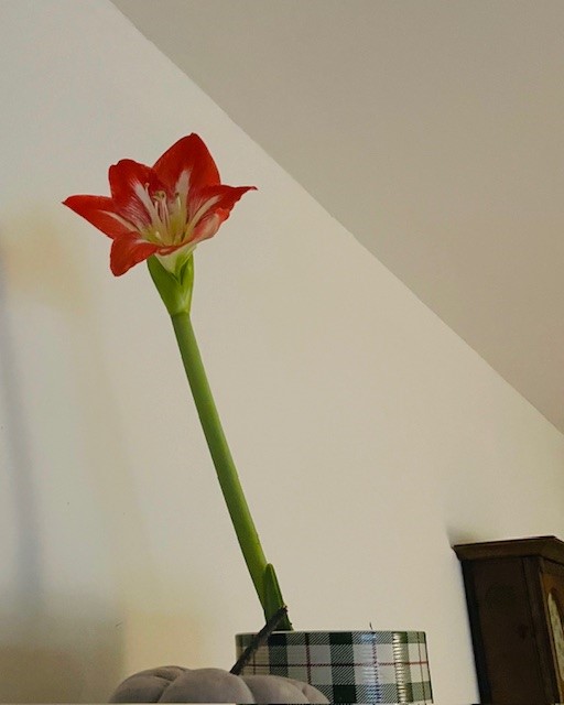 600 pixels wide image