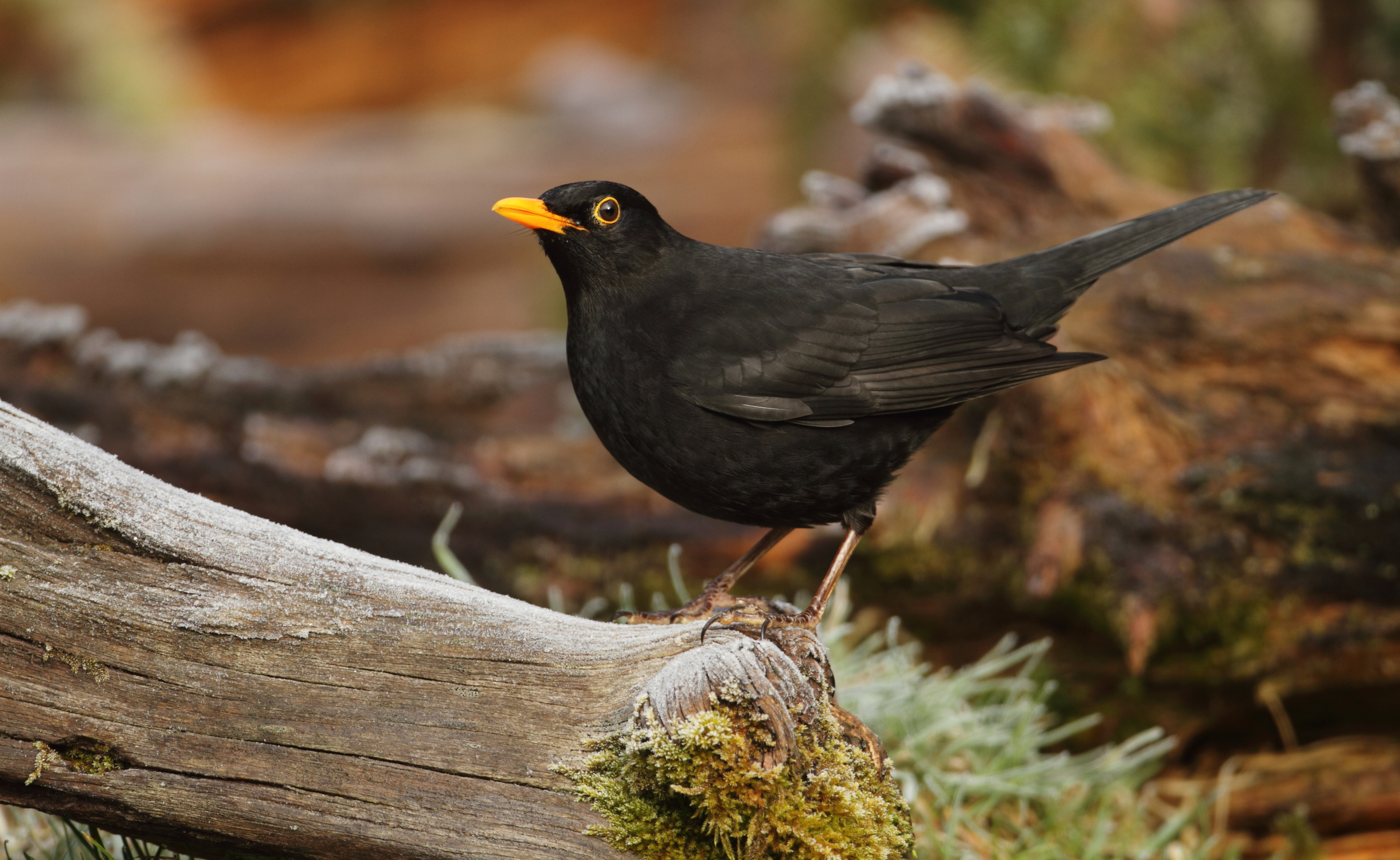 Amsel-Männchen mit dem typischen, gelben Schnabel und dem schwarzen Gefieder (Schwarzdrossel). Foto: Manfred Siering