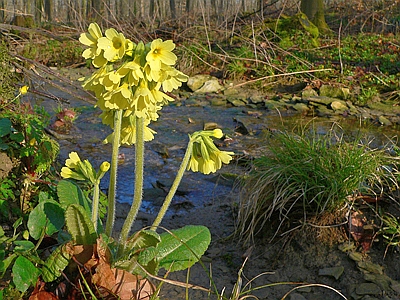 Die Waldschlüsselblume verdankt ihren Namen der Pflanzenform, die an einen Schlüsselbart erinnert. Foto: J. Preller