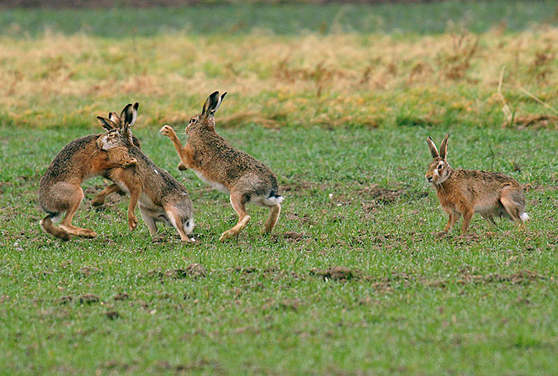 Bei der Hasenhochzeit im Frühjahr buhlen mehrere Männchen um die Gunst des Weibchens.