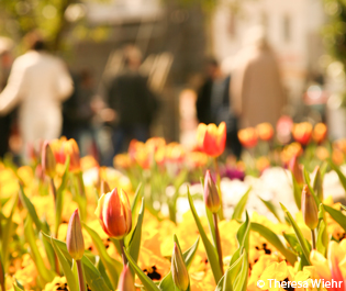 Frühling im Ahrtal: Veranstaltungshighlights im März und April 1 adenau