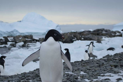 290 pixel image width