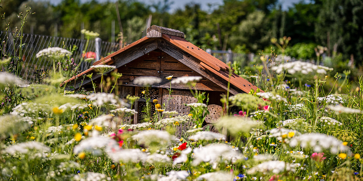 600 pixels wide image