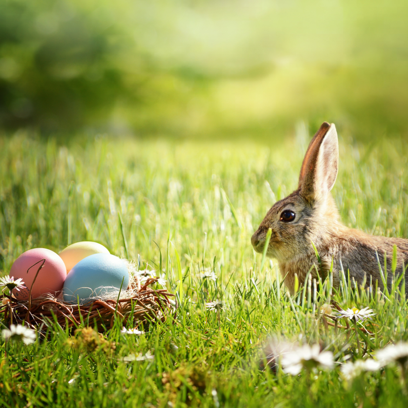 190 pixel image width