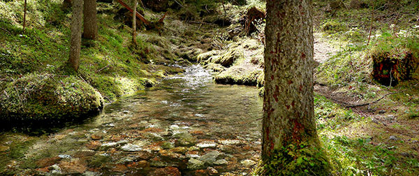 600 pixels wide image