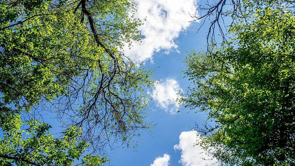 Tree crowns and blue sky with white clouds