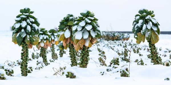 Rosenkohl im Schnee