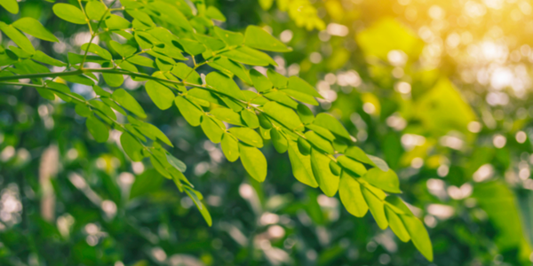Moringa Zweig mit Blättern