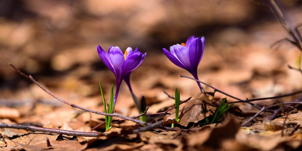 Erste Krokusse im Frühling