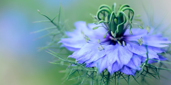 Schwarzkümmel Blüte