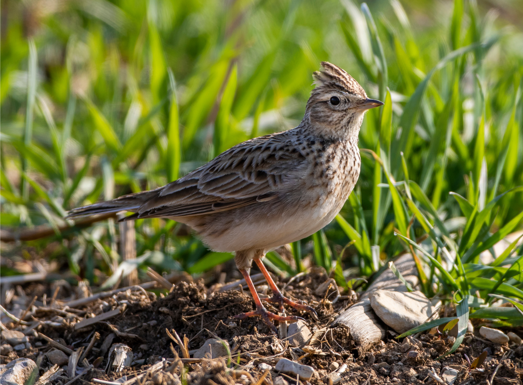 190 pixel image width