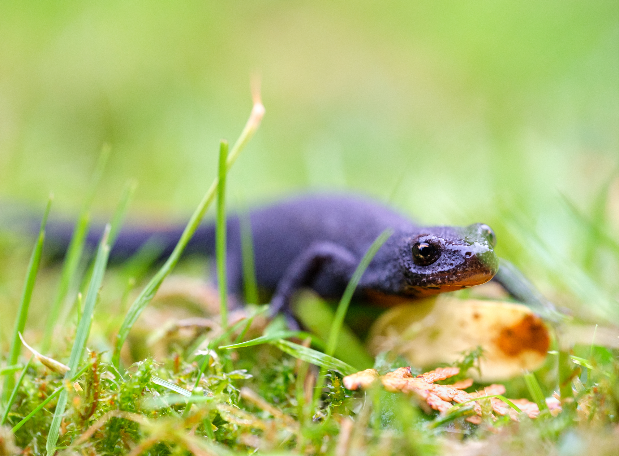 190 pixel image width