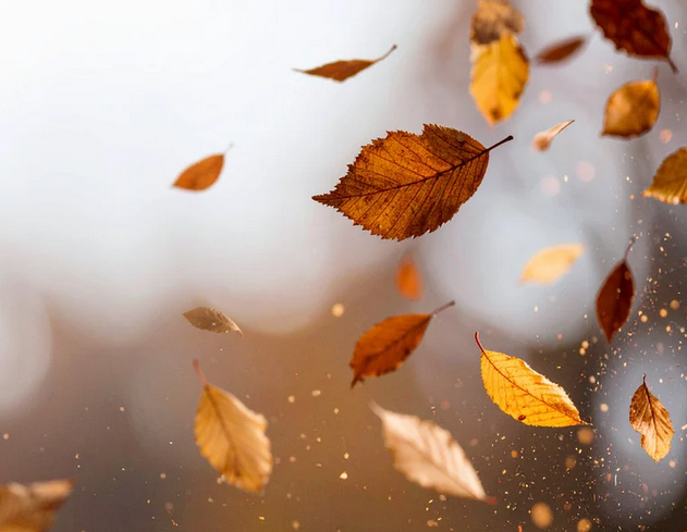 290 pixel image width