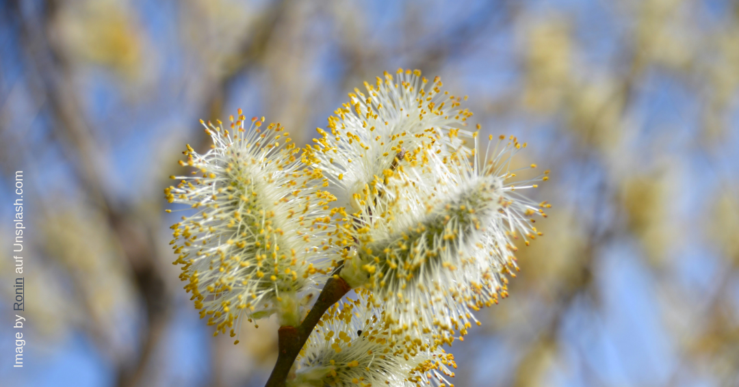 Weidenblüte