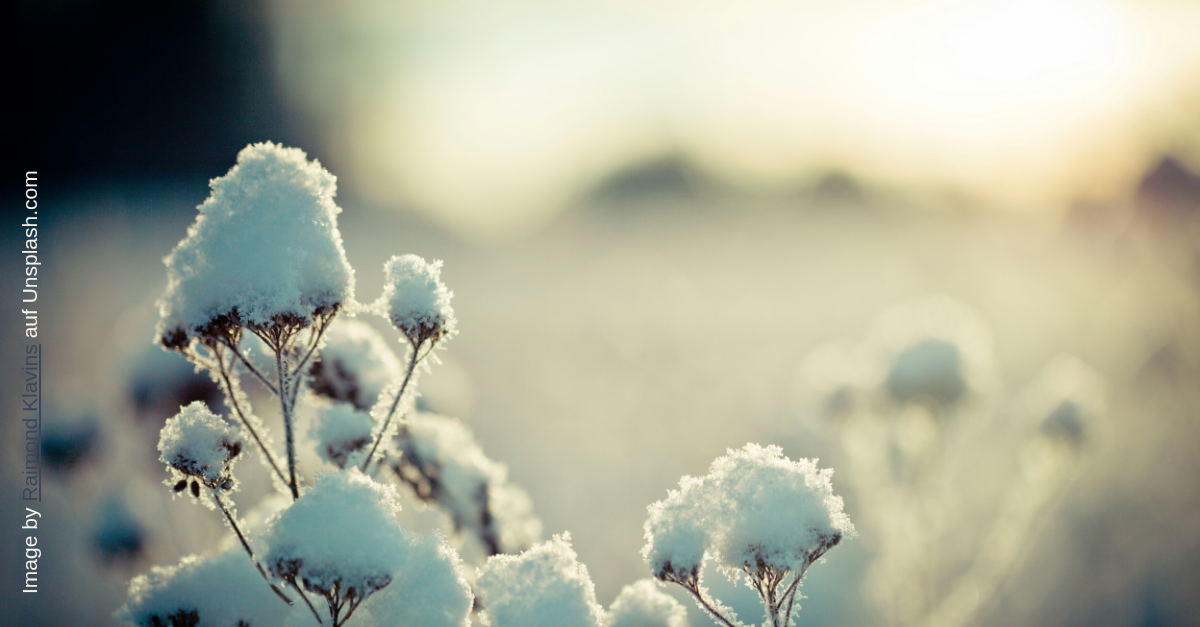 Stauden mit Schneehaube