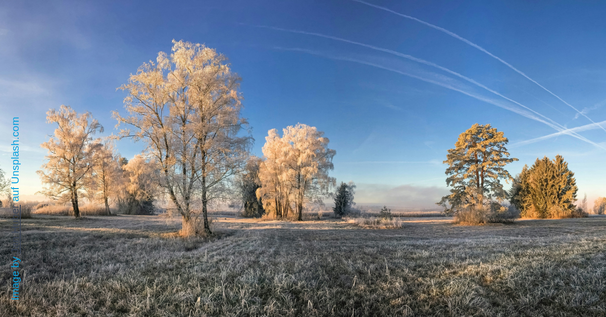 Ahornbaum mit rotem Herbstlaub vor blauem Himmel