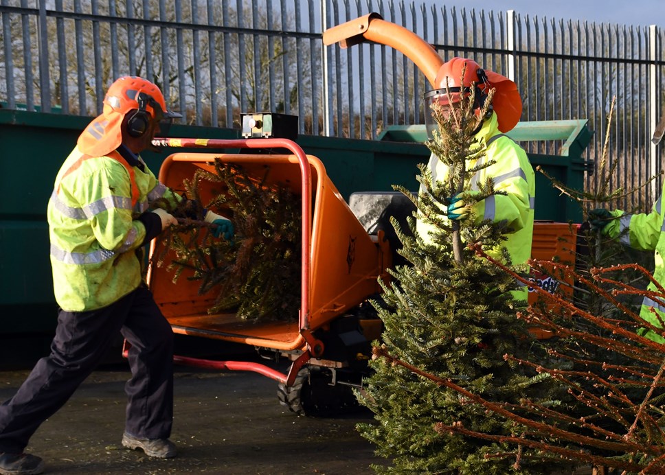 Image of men shredding Christmas trees