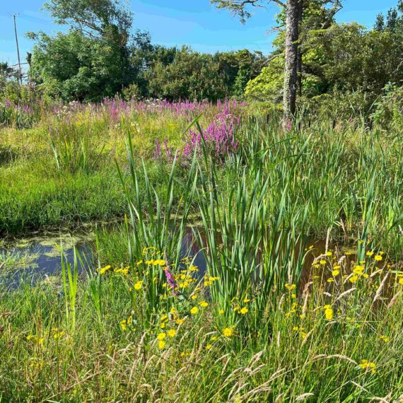 Image shows Fergus Cronin's Pond, a small pond, wetland area with a mature established biodiversity area surrounding including a variety of plants such as trees, grasses, reeds,native polinator purple, yellow and white flowers and algea afloat the water. Blue skies and a bright sunny day complete the picture giving a feeling of calm, warmth and secluded protected wildlife 