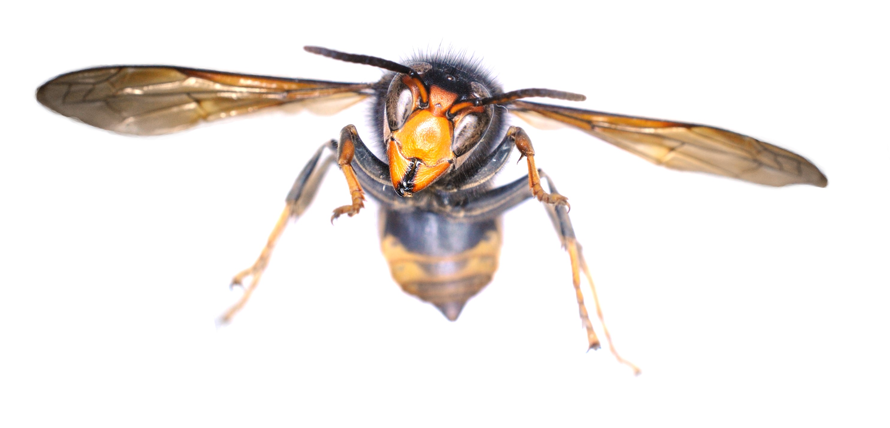 Image of an Asian hornet