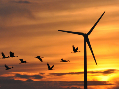 Vögel und Windrad in Abendrot