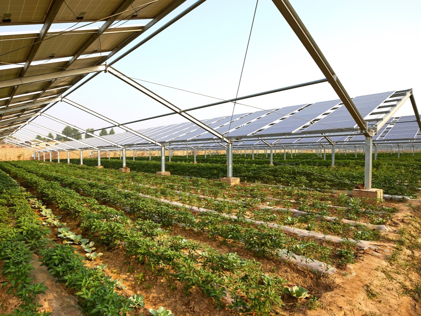 Mit PV-Anlagen überdachte Agrarfläche