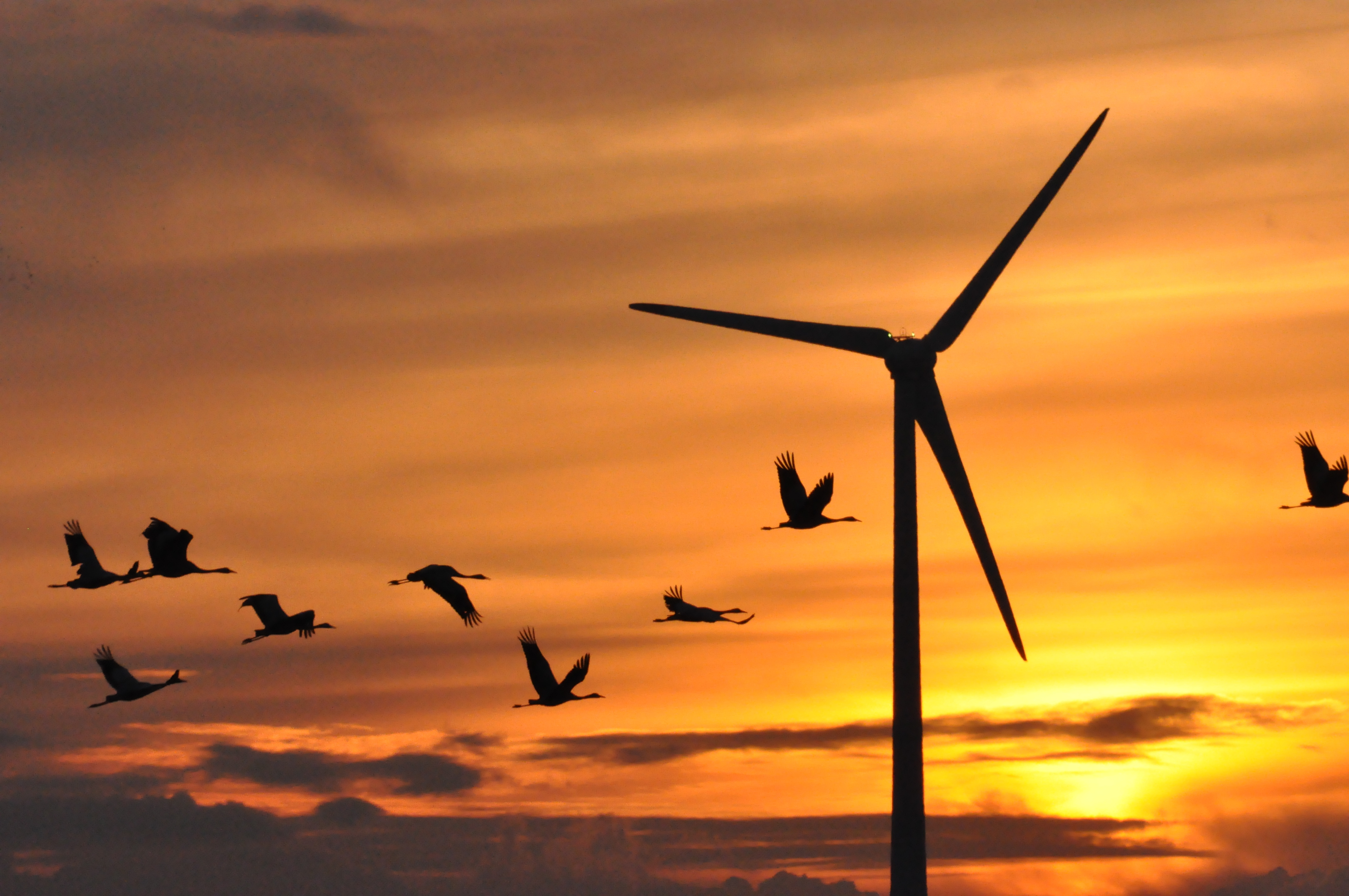 Bild für Artenschutzkonferenz