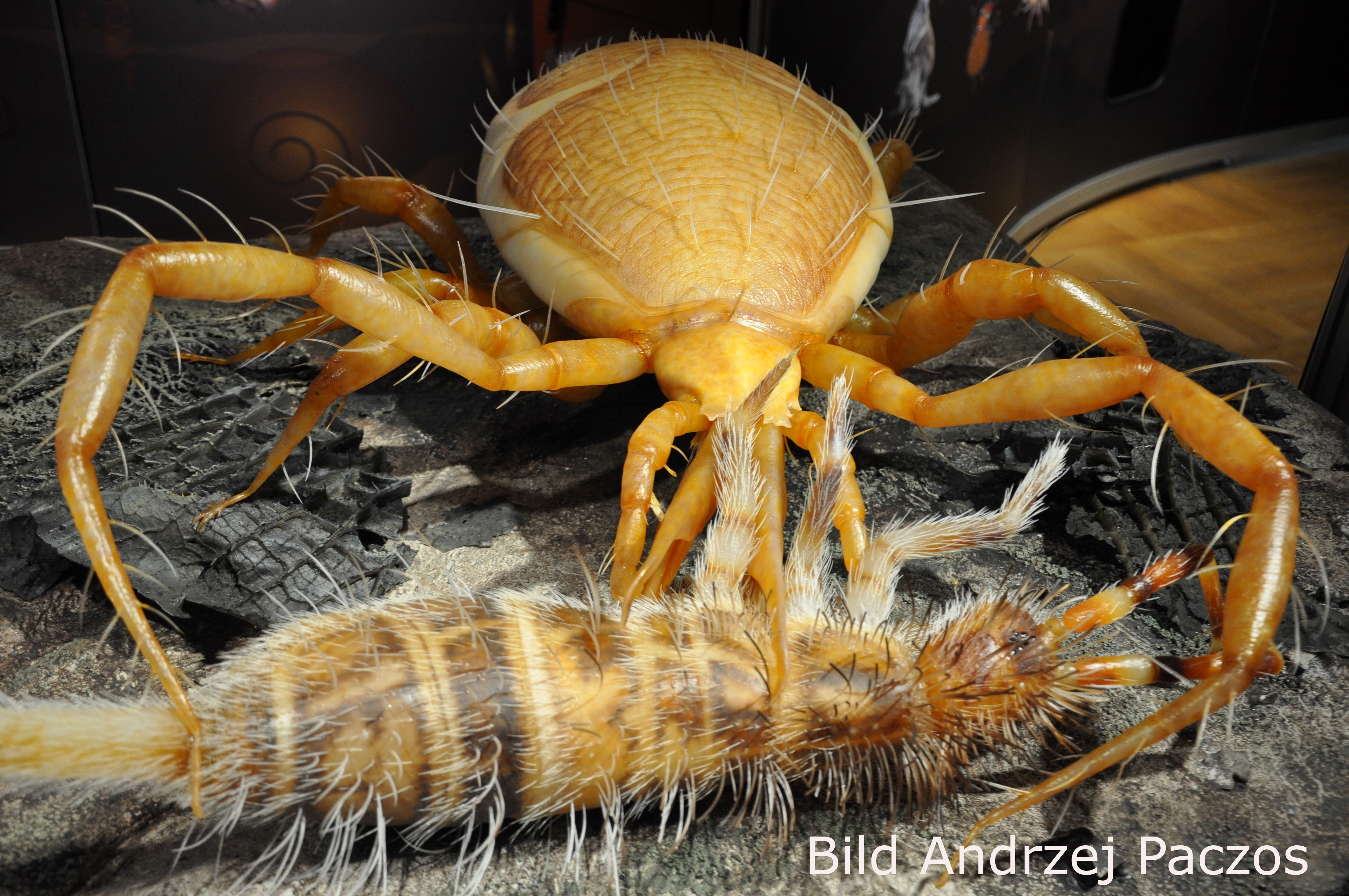 290 pixel image width