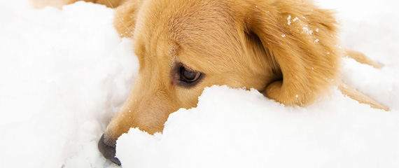 Mythen rund um den Hund