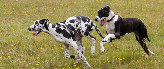 Der Jagdtrieb beim Hund