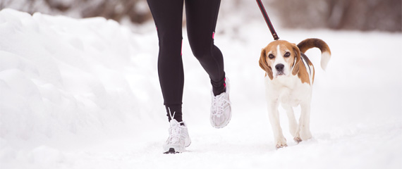 Einen ängstlichen Hund beruhigen