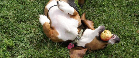 Fehler beim Hundespielzeug
