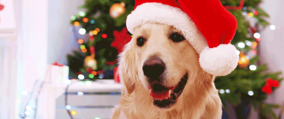 Pfotenpflege im Winter