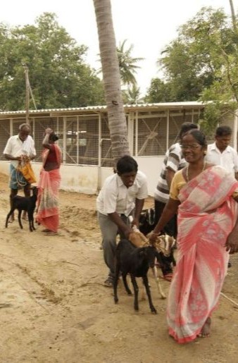 Projekt zur Ziegenhaltung