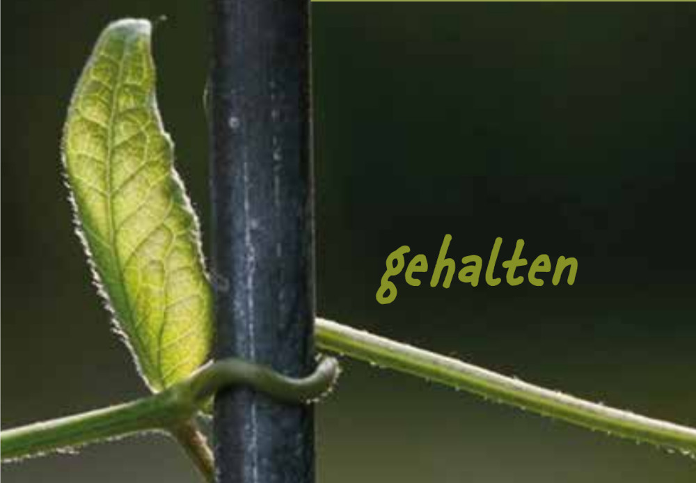 Welttag der Kranken "gehalten"