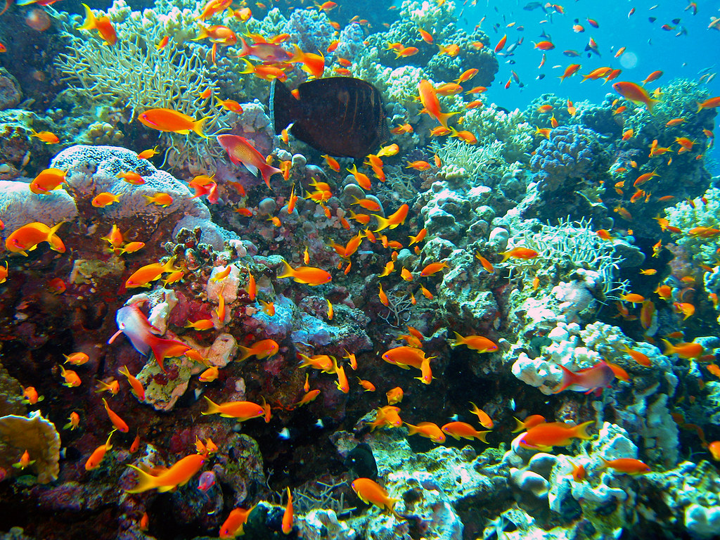 Familien Tauchsafari Ägypten