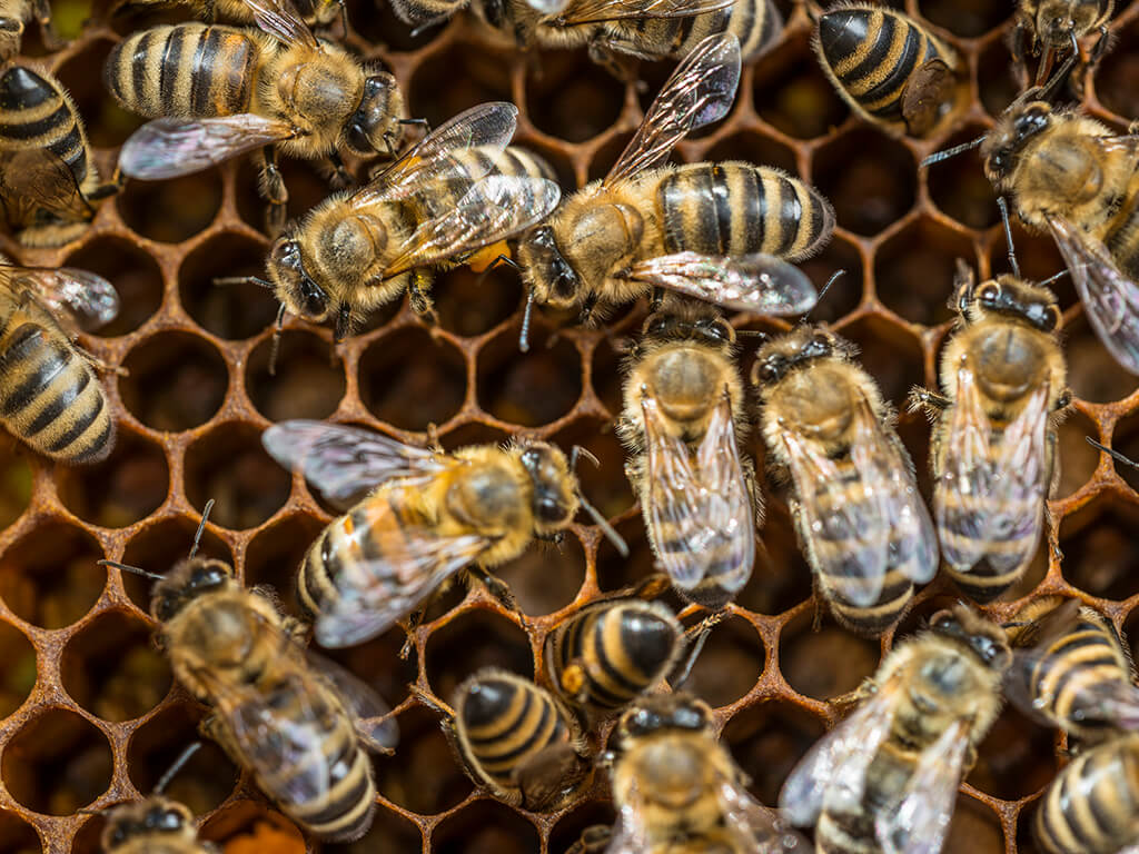 Honigbienen ©André Künzelmann / UFZ