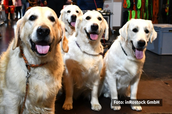 Im Mittelpunkt der Ausstellung stehen die Wettbewerbe um den begehrten Titel „Best in Show“. Foto: inRostock GmbH