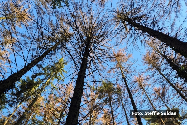 Die Fichten sind vollständig zerstört. Foto: Steffie Soldan
