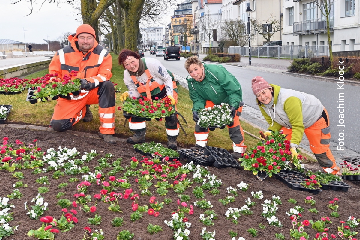 Frühjahrsbepflanzung aus dem Jahr 2023 in Warnemünde | Foto: Joachim Kloock