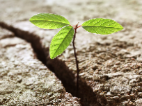 Bild: eine Pflanze wächst aus eine Felsspalte
