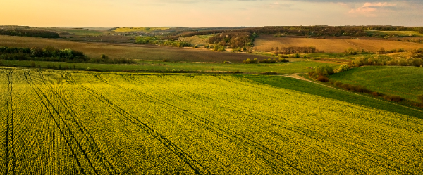 Gesunde und glückliche Kühe auf einer saftig, grünen Wiese.
