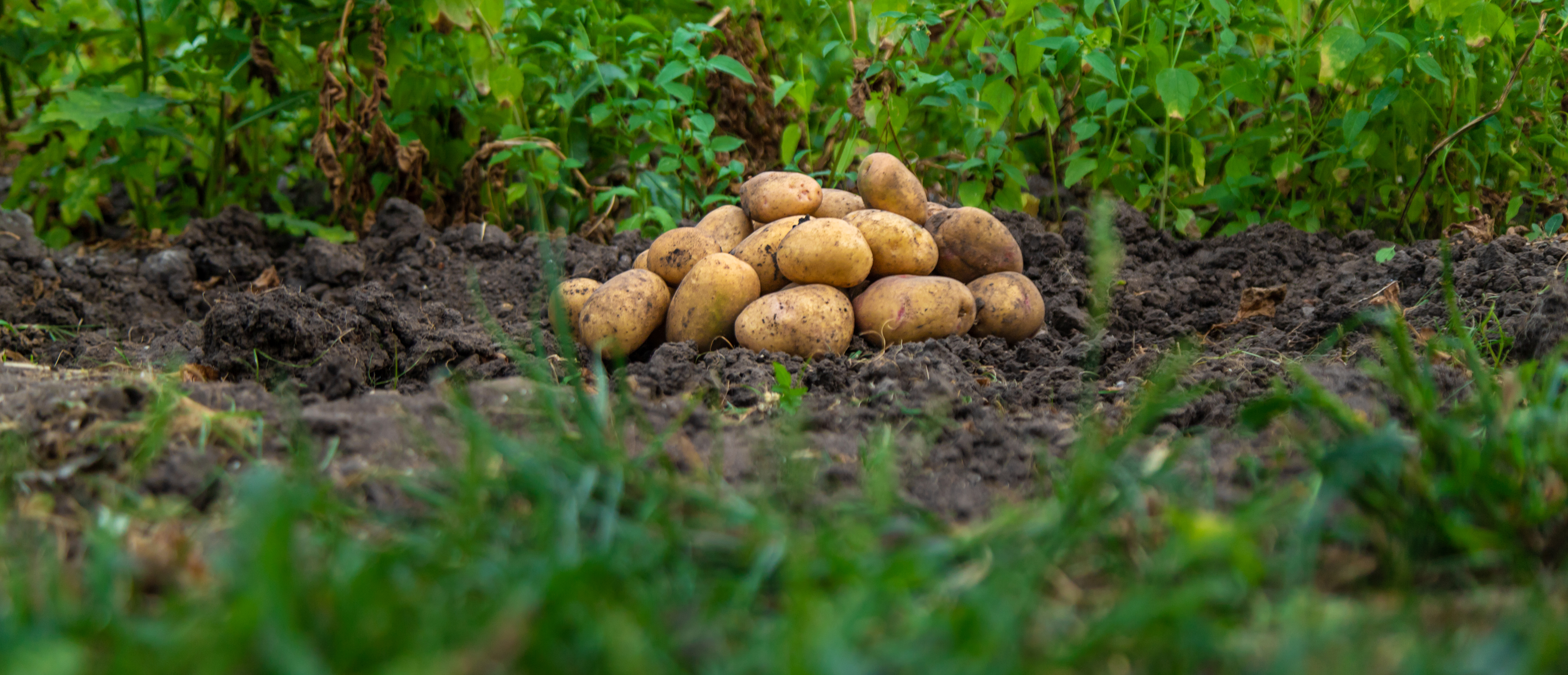 Gesunde und glückliche Kühe auf einer saftig, grünen Wiese.